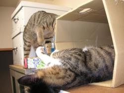 ティガとしんば02