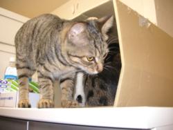 ティガとしんば03