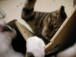 ティガとしんば04