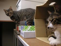 ティガとしんば05