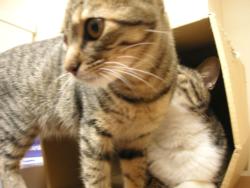 ティガとしんば06