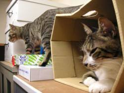 ティガとしんば07