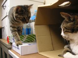 ティガとしんば08