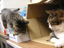 ティガとしんば10