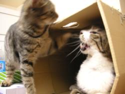 ティガとしんば11