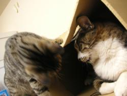 ティガとしんば12