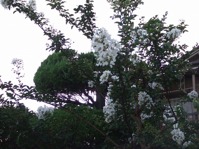 s-2007_0825庭0022.jpg