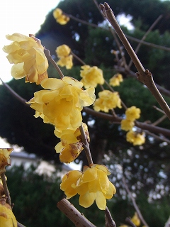 s-2009_01310015.jpg