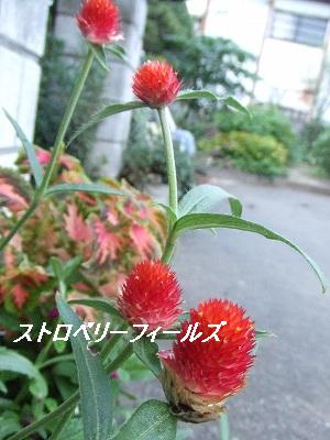 2009_07300016.jpg