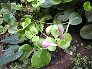Image950.jpg