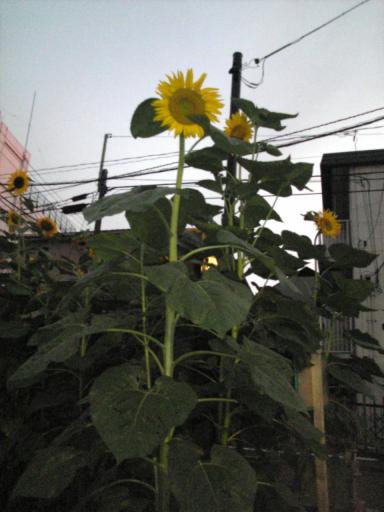 Image1044.jpg