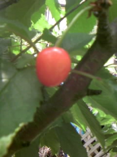 cherry_3