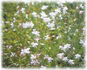 1008gaura