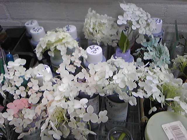 押し花スノーボール染色01