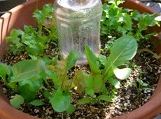071125ﾊｰﾌﾞ寄せ植えs.JPG