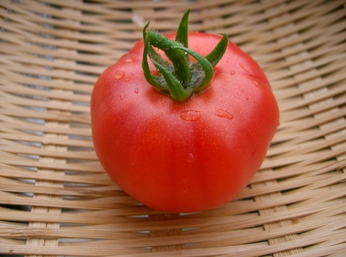 080627トマトs.JPG