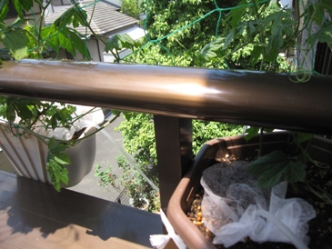 2011ゴーヤカーテン2