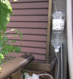 2011ゴーヤカーテン3