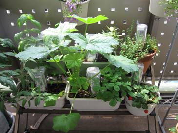 090526ﾍﾞﾗﾝﾀﾞ菜園計画３