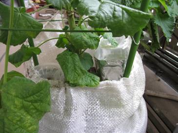 複数ペットボトル1