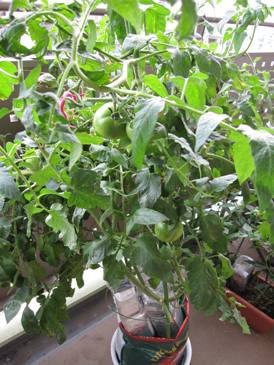 複数ペットボトル2