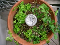 0180302ハーブ寄せ植えs.JPG
