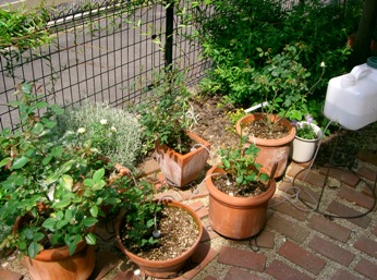 080528ﾊﾞﾗs.JPG