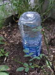 庭のペットボトル
