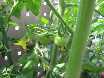 090526ﾍﾞﾗﾝﾀﾞ菜園計画４