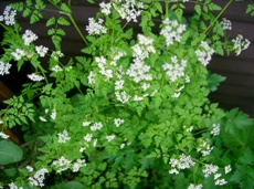 チャービルの花