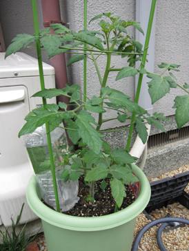 105019ﾐﾆﾄﾏﾄ