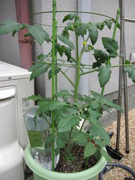 105022ﾐﾆﾄﾏﾄ