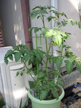 105030ﾐﾆﾄﾏﾄ