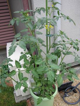 100606ミニトマト