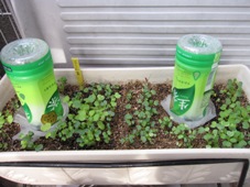 101019ベビーリーフ