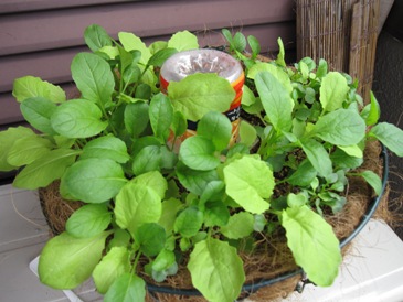 101031ベビーリーフハンギング