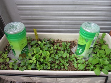 101031ベビーリーフ