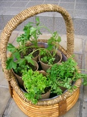 ﾎﾟｯﾄ寄植の作り方4s.JPG