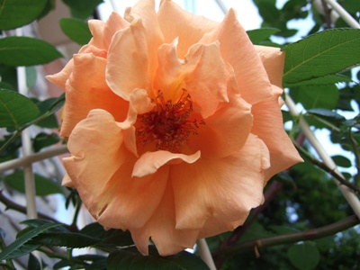 DSCF1095.JPG