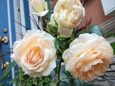 DSCF1087.JPG