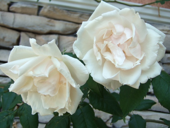 DSCF1064.JPG