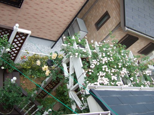 DSCF1102.JPG