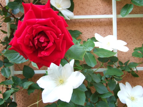 DSCF1072.JPG