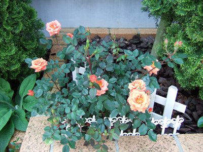 DSCF1083.JPG