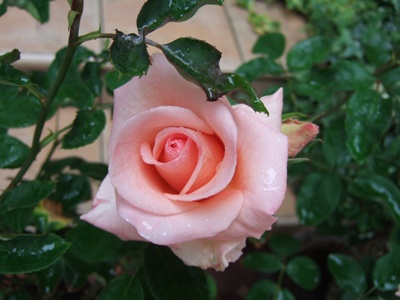 DSCF1081.JPG