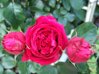 DSCF1090.JPG