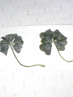 sonota1