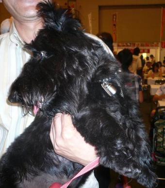 スコッチちゃん