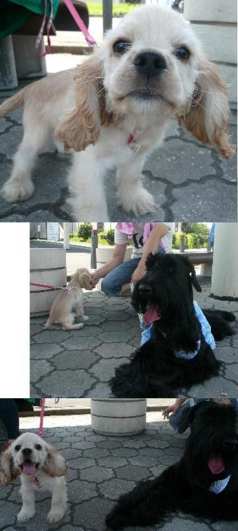 かわいこちゃん