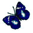 papillon-dkblue.gif